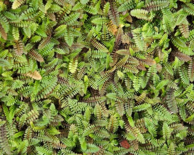 LEPTINELLA
